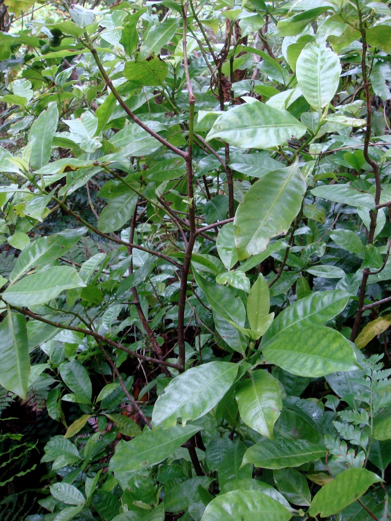 Psychotria whistleri