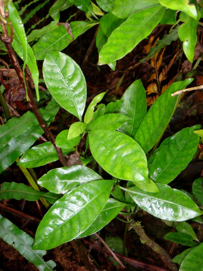 Psychotria whistleri photo 8