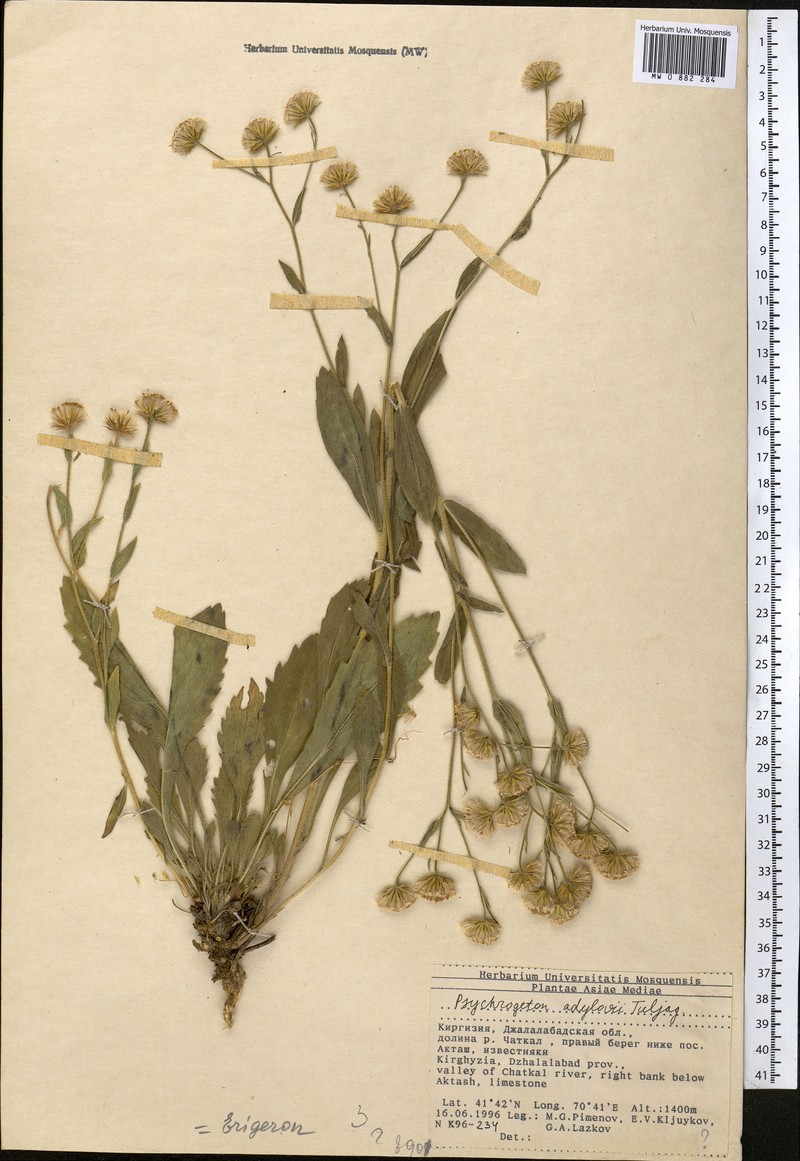 Psychrogeton adylovii