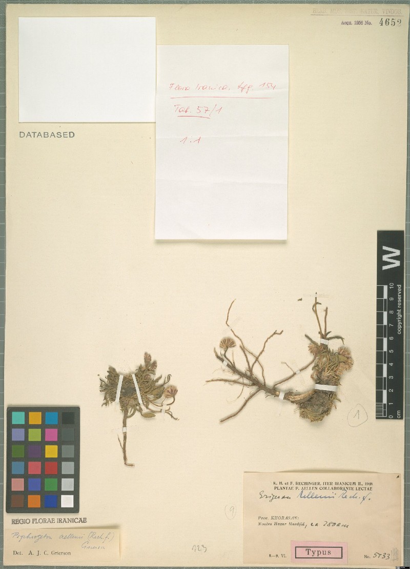 Psychrogeton aellenii