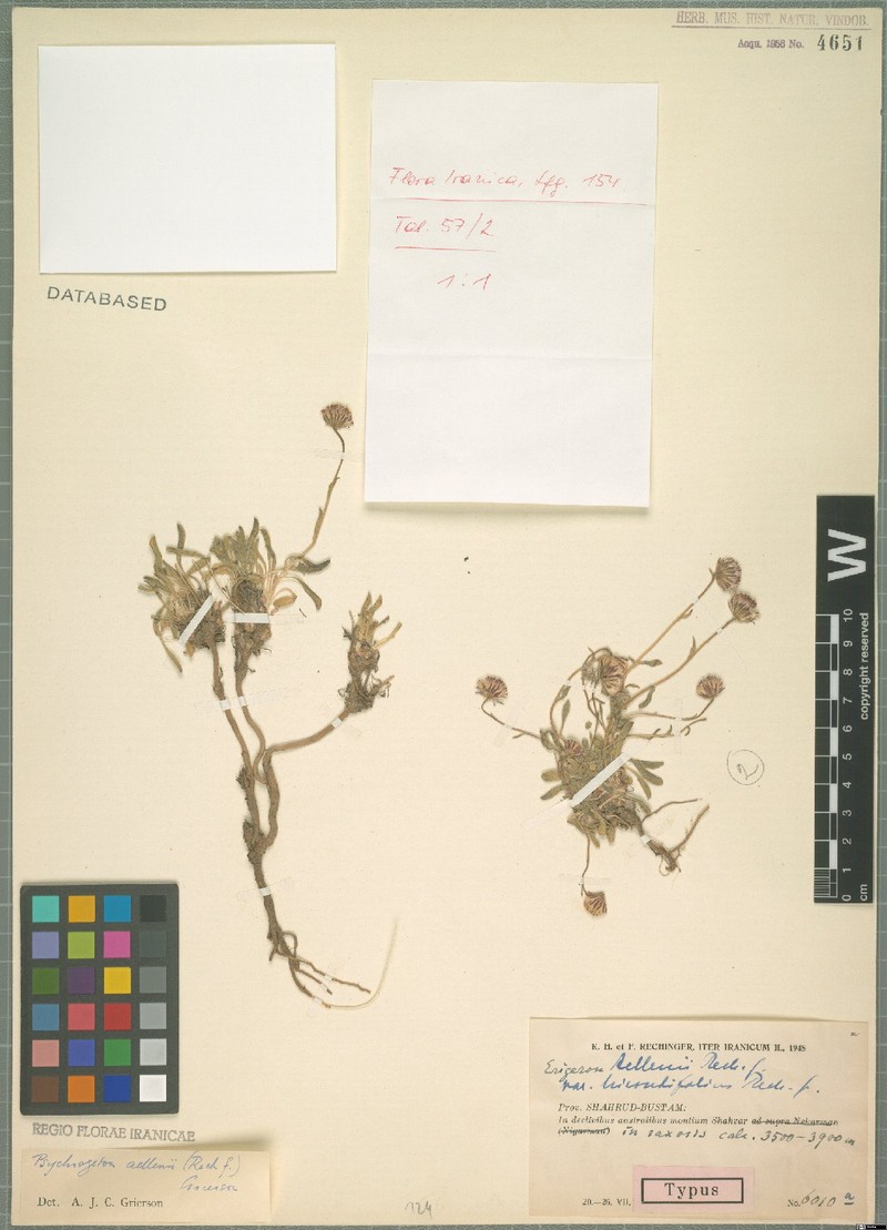 Psychrogeton aellenii photo 2
