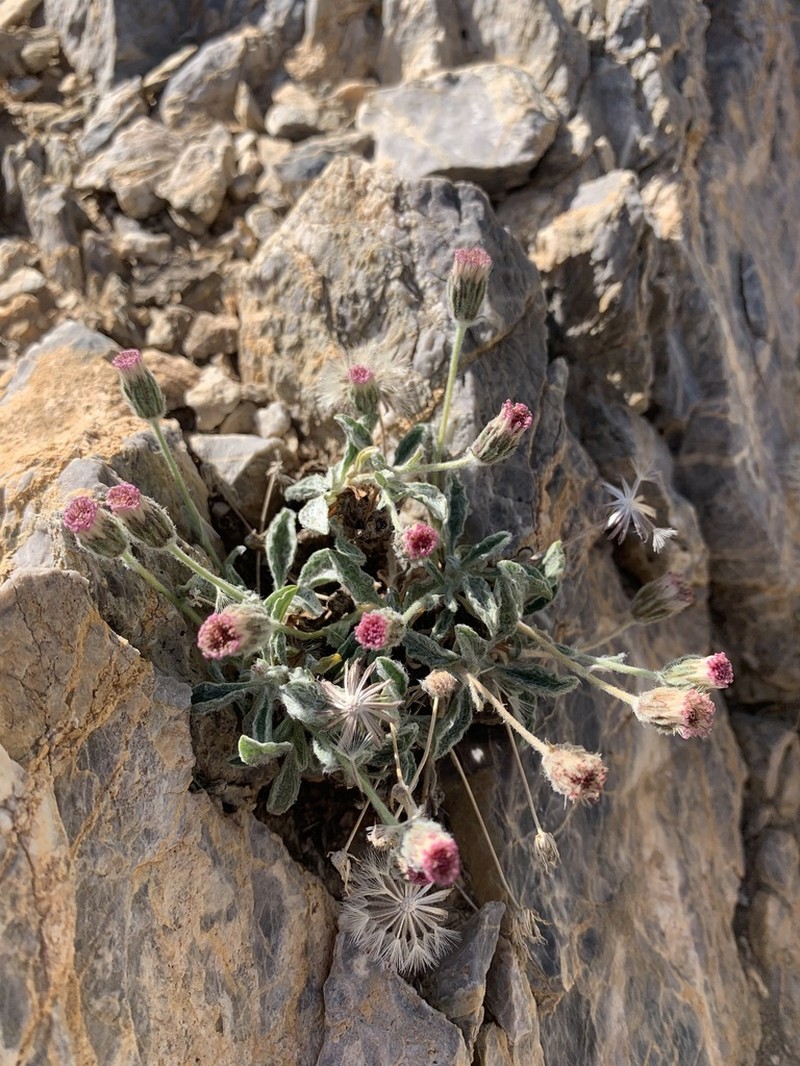 Psychrogeton amorphoglossus photo 3