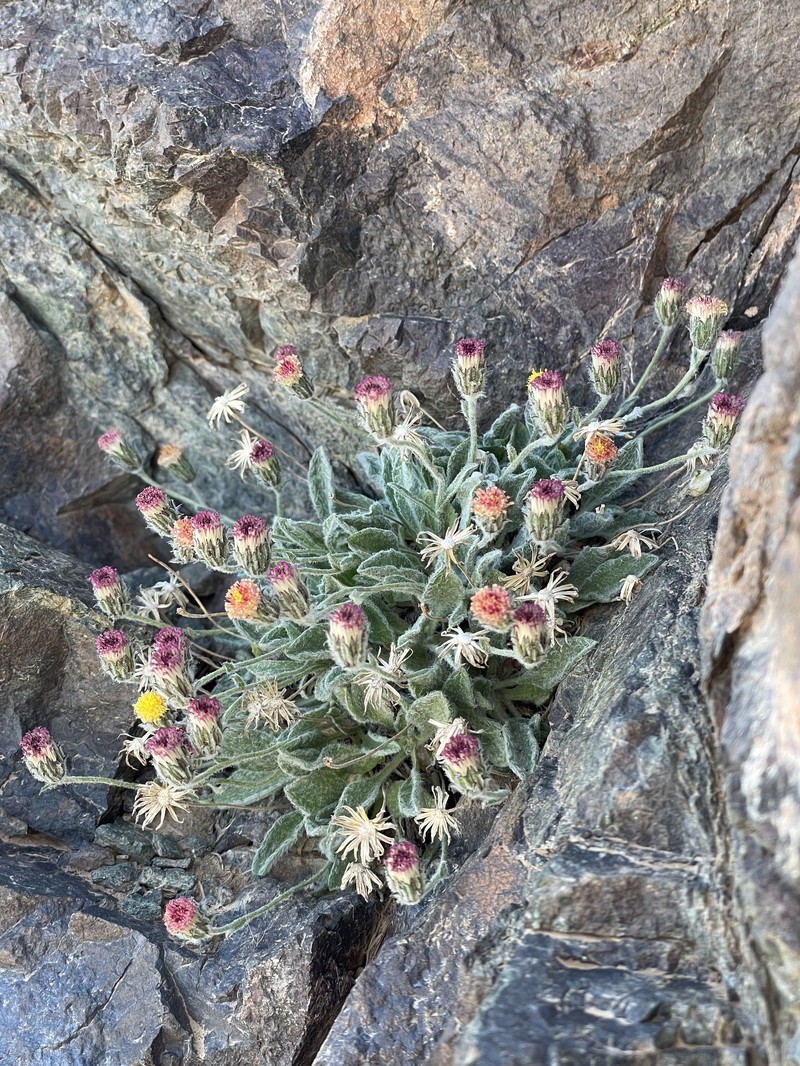 Psychrogeton amorphoglossus photo 4