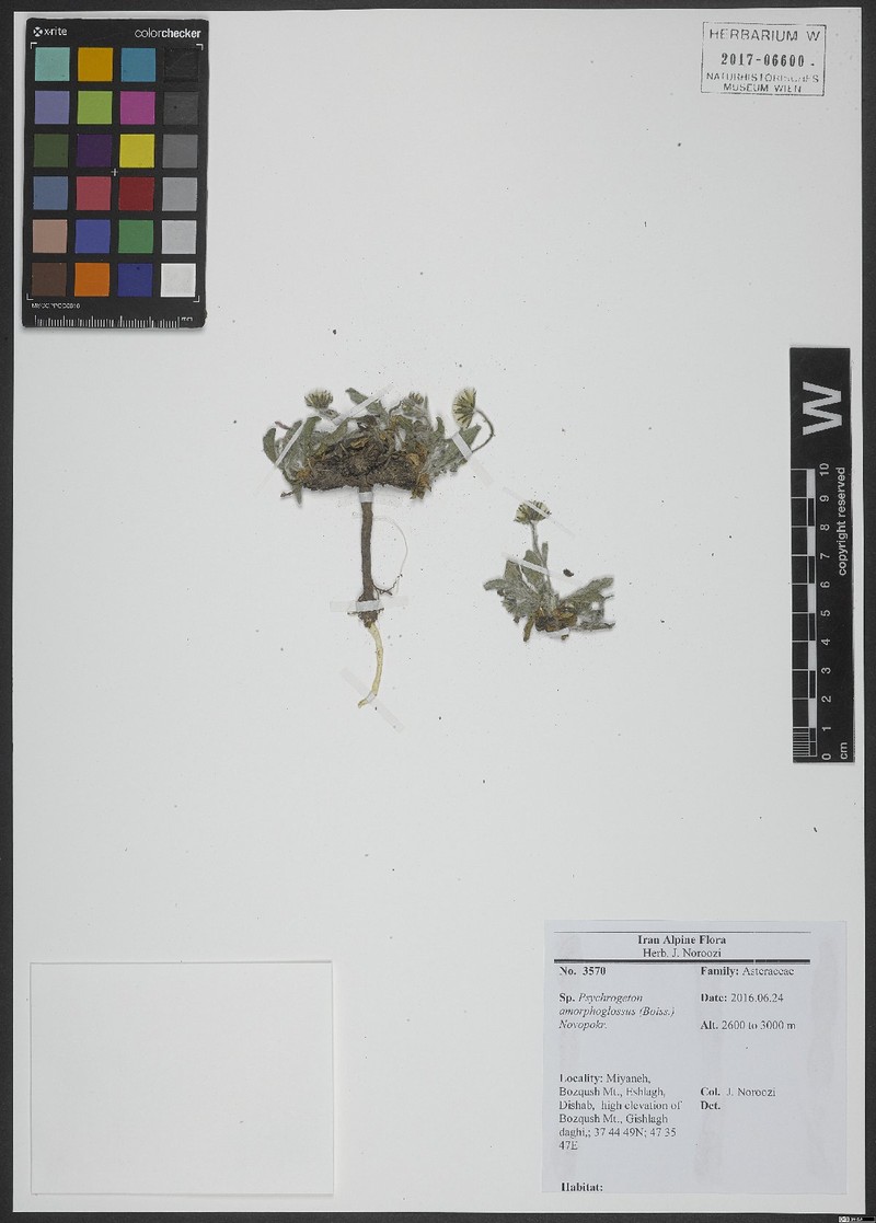Psychrogeton amorphoglossus photo 5