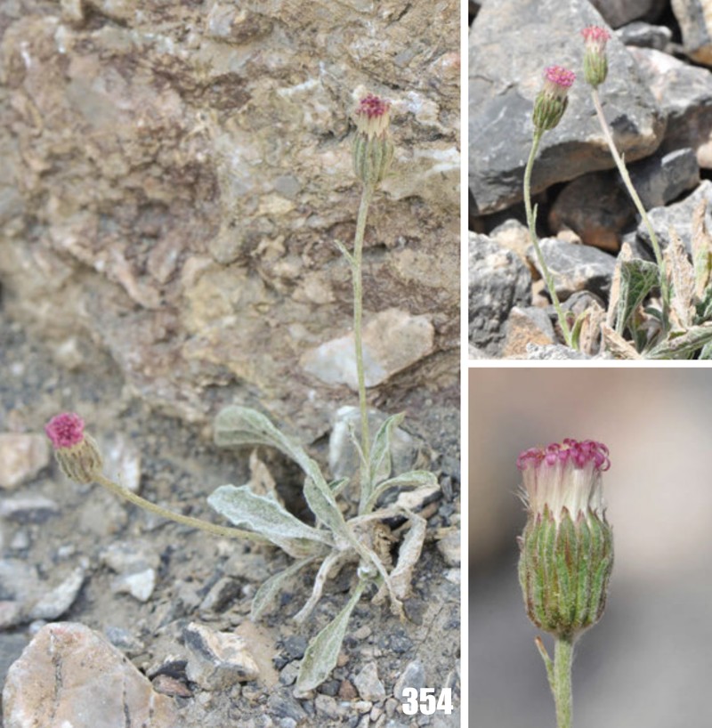 Psychrogeton amorphoglossus