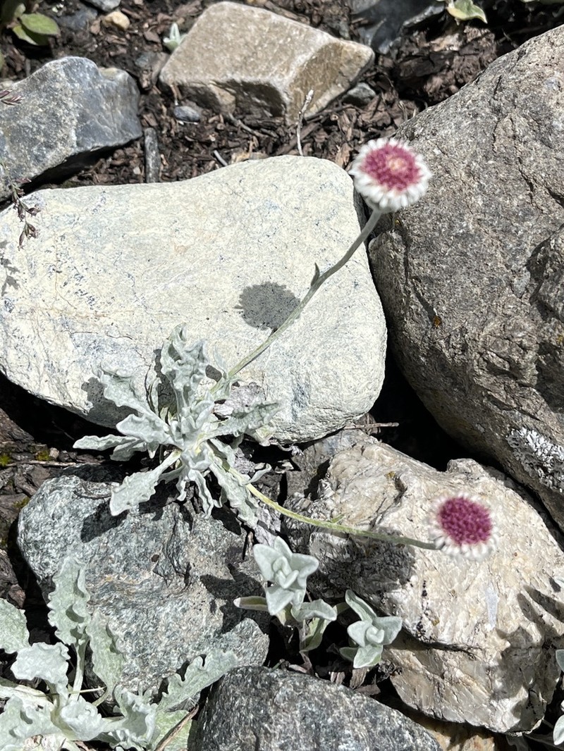Psychrogeton andryaloides