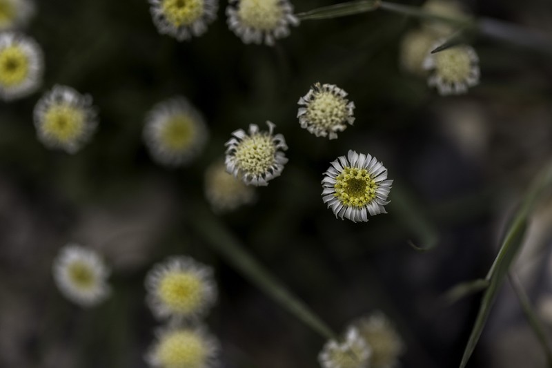 Psychrogeton andryaloides photo 3