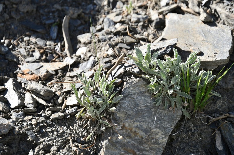 Psychrogeton andryaloides photo 4
