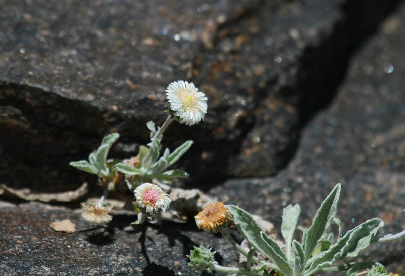 Psychrogeton andryaloides photo 5