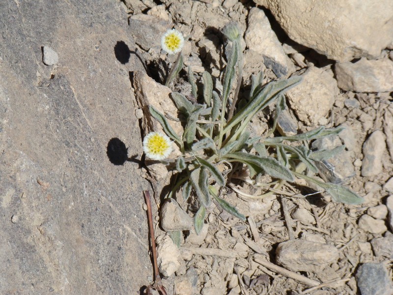 Psychrogeton andryaloides photo 6