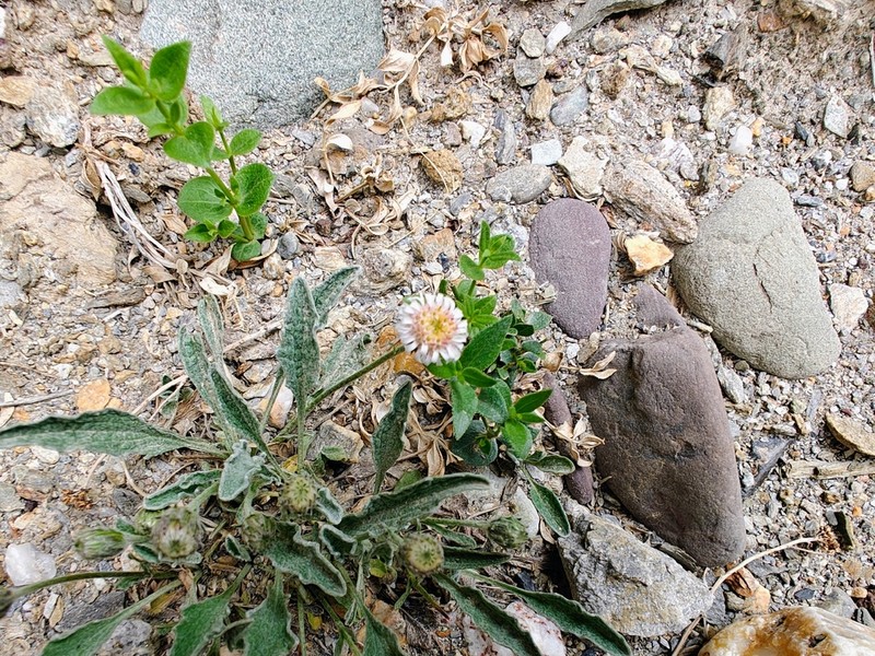 Psychrogeton andryaloides photo 7