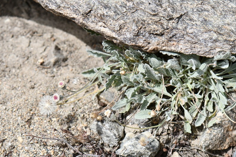 Psychrogeton andryaloides photo 8