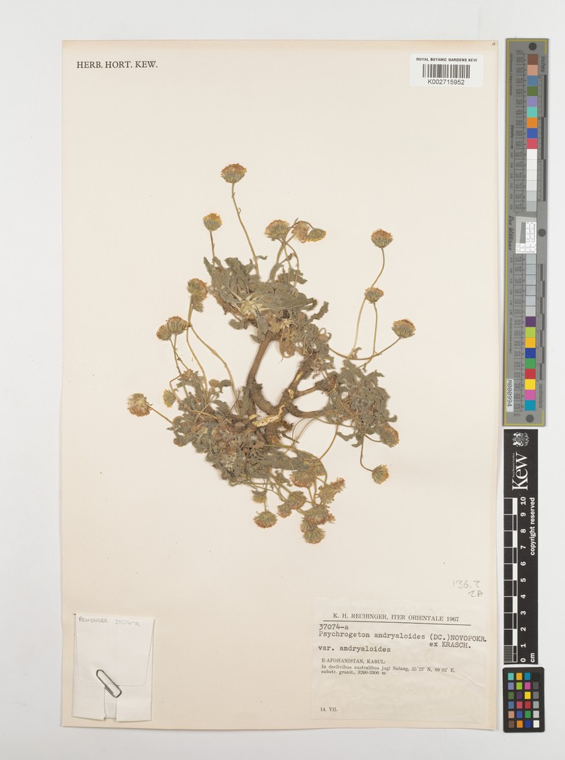 Psychrogeton andryaloides var. andryaloides