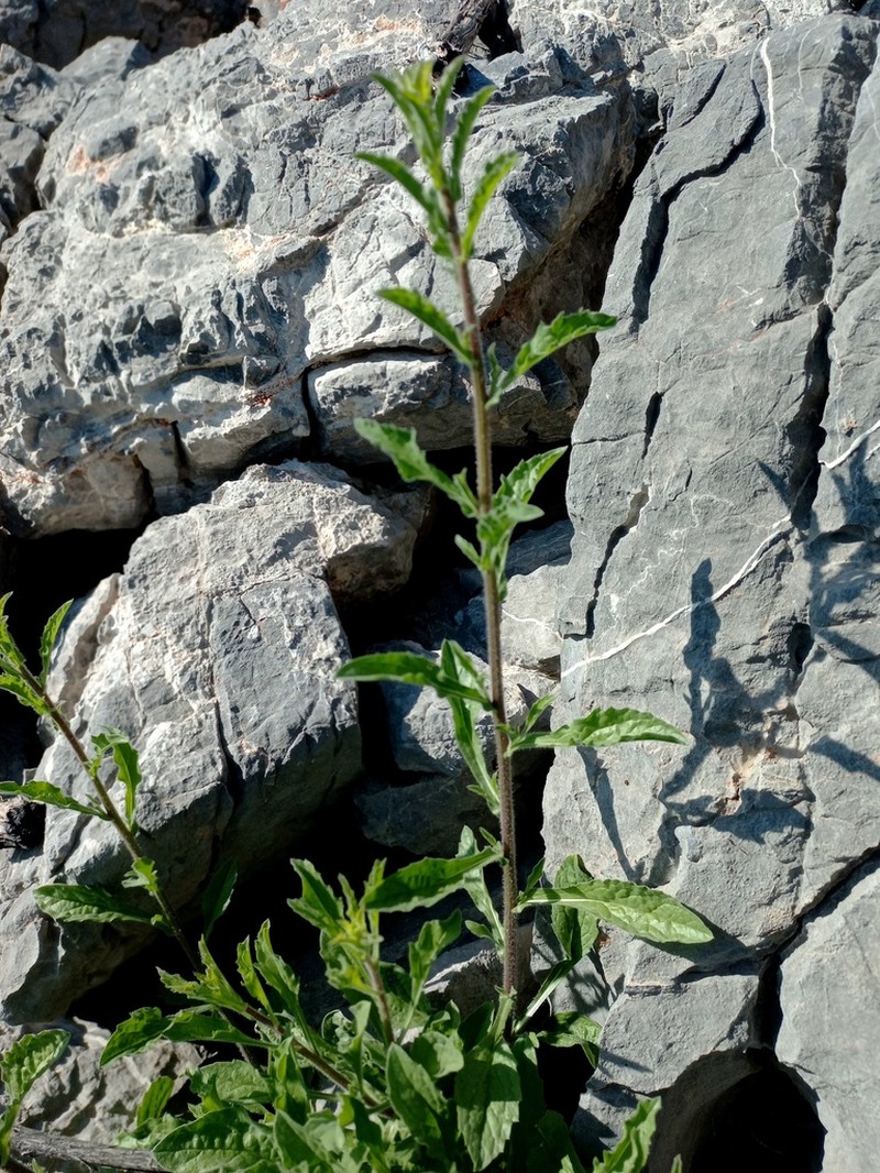 Psychrogeton aucheri