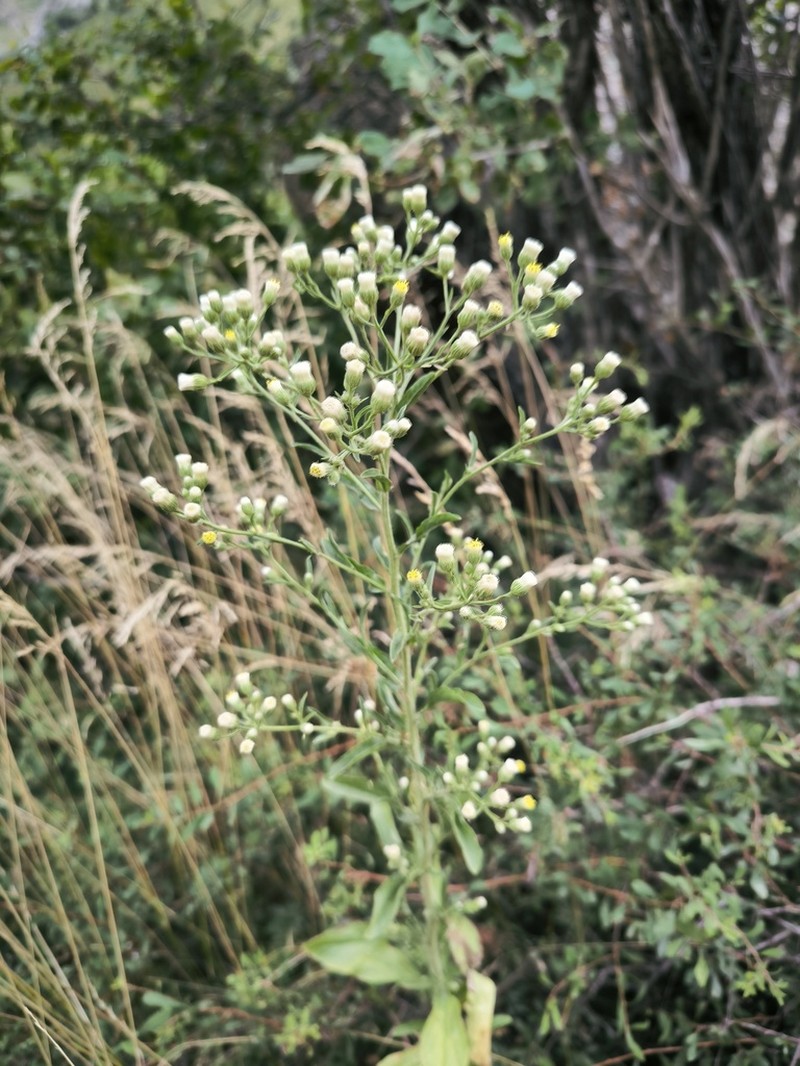 Psychrogeton aucheri photo 3