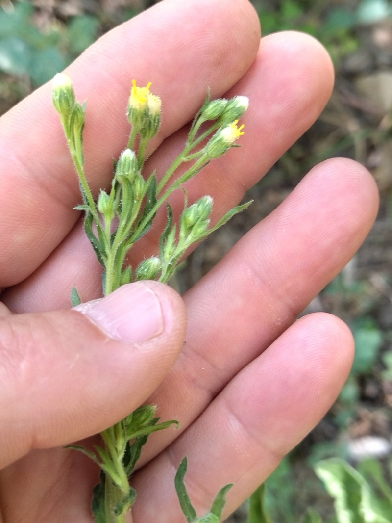 Psychrogeton aucheri photo 4