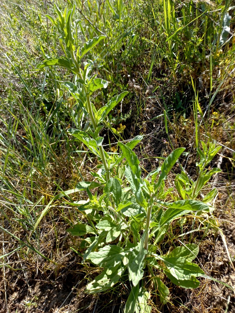 Psychrogeton aucheri photo 5