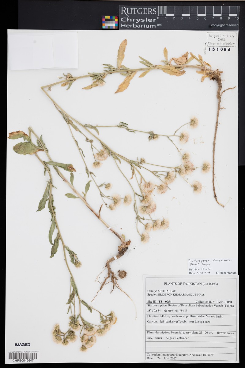 Psychrogeton aucheri photo 7