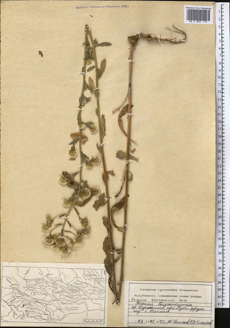 Psychrogeton aucheri photo 8