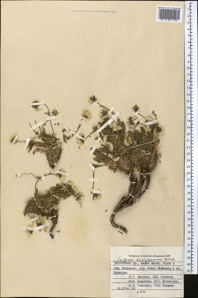 Psychrogeton brachyspermus