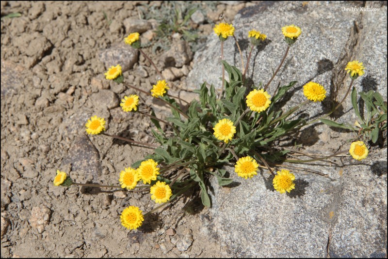 Psychrogeton cabulicus
