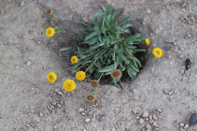 Psychrogeton cabulicus photo 3