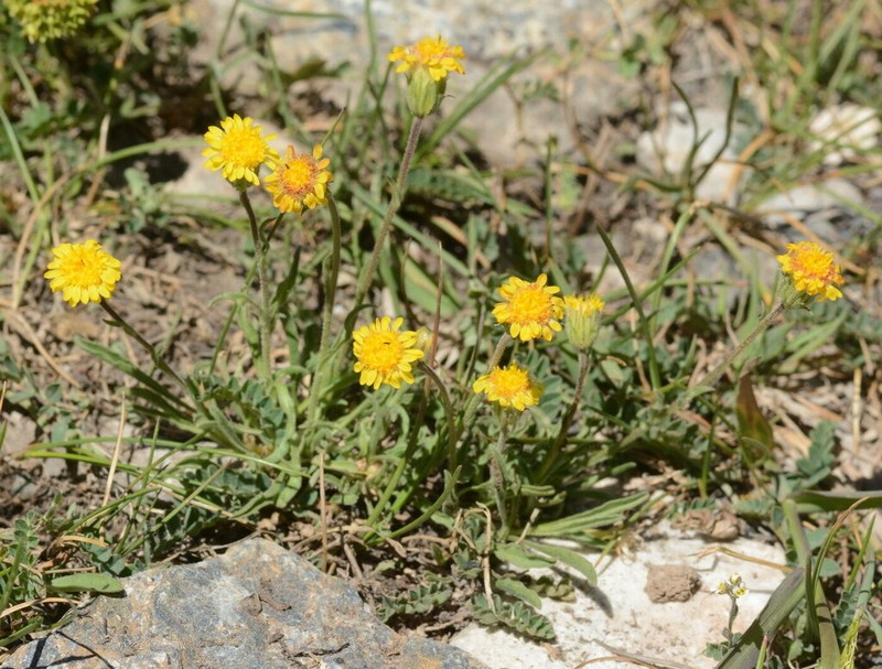 Psychrogeton cabulicus photo 5