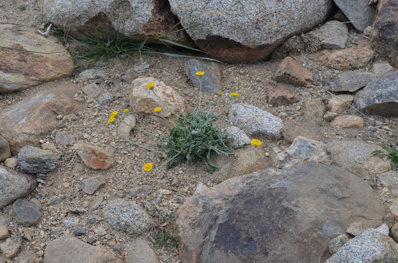 Psychrogeton cabulicus photo 6