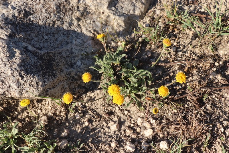 Psychrogeton cabulicus photo 8