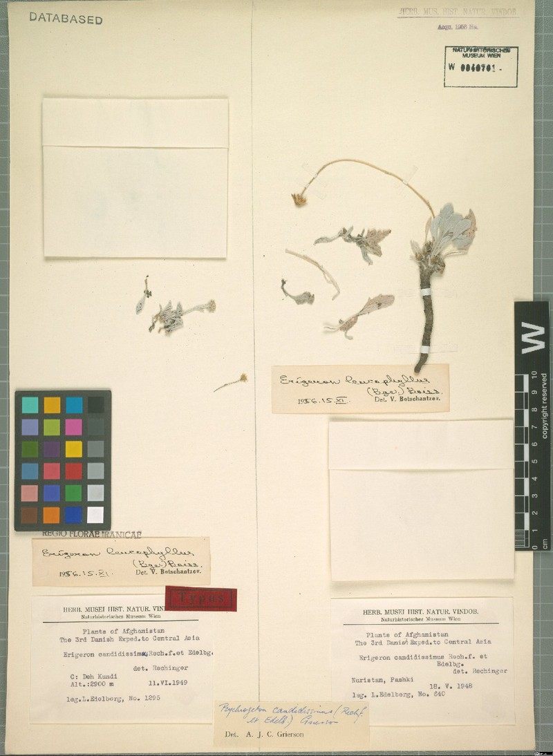 Psychrogeton candidissimus
