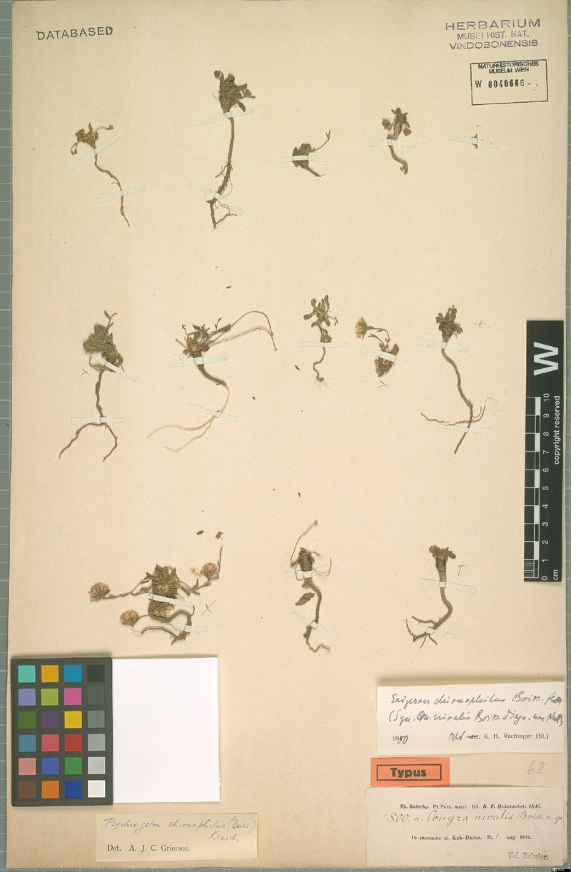Psychrogeton chionophilus