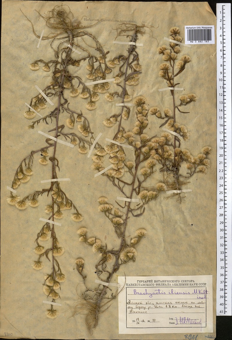 Psychrogeton nigromontanus