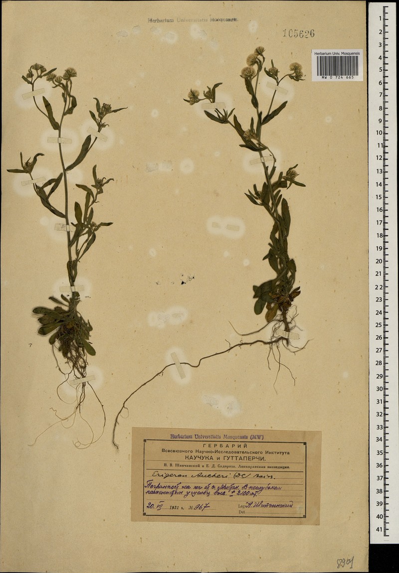 Psychrogeton nigromontanus photo 2