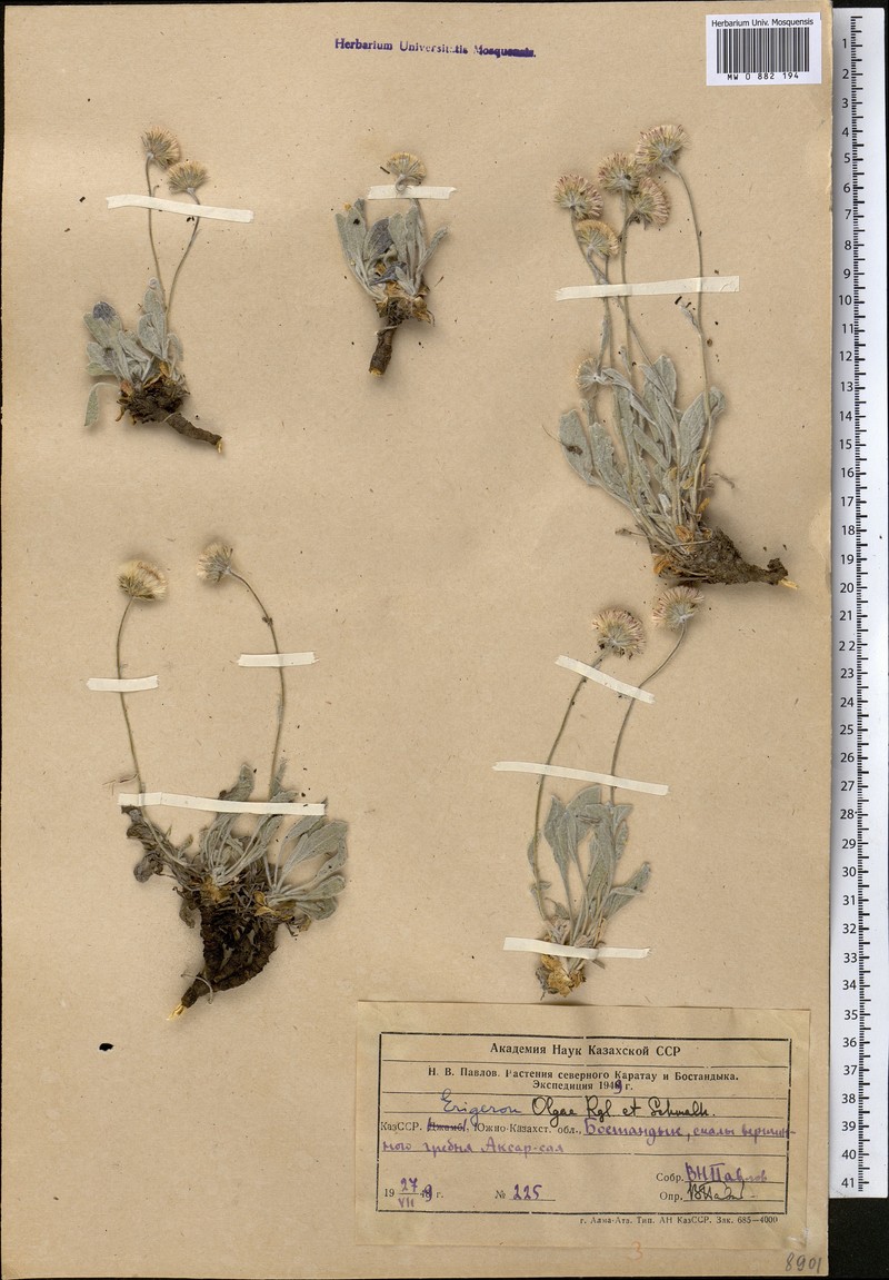 Psychrogeton olgae
