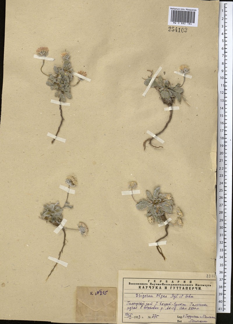 Psychrogeton olgae photo 2