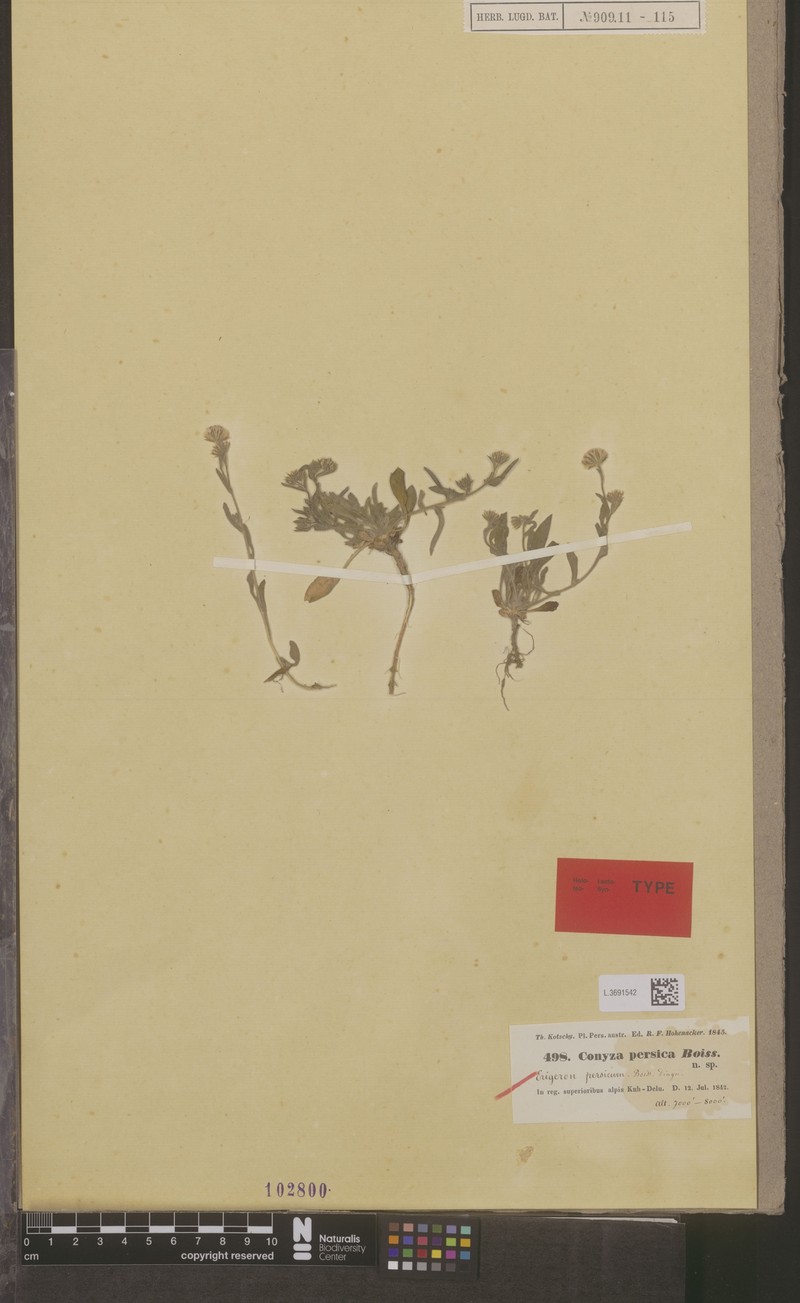 Psychrogeton persicus