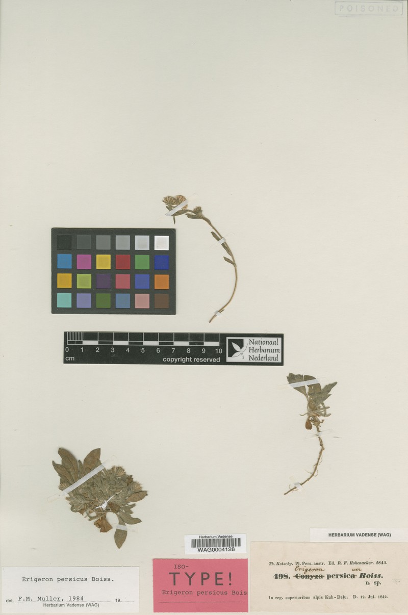 Psychrogeton persicus photo 2
