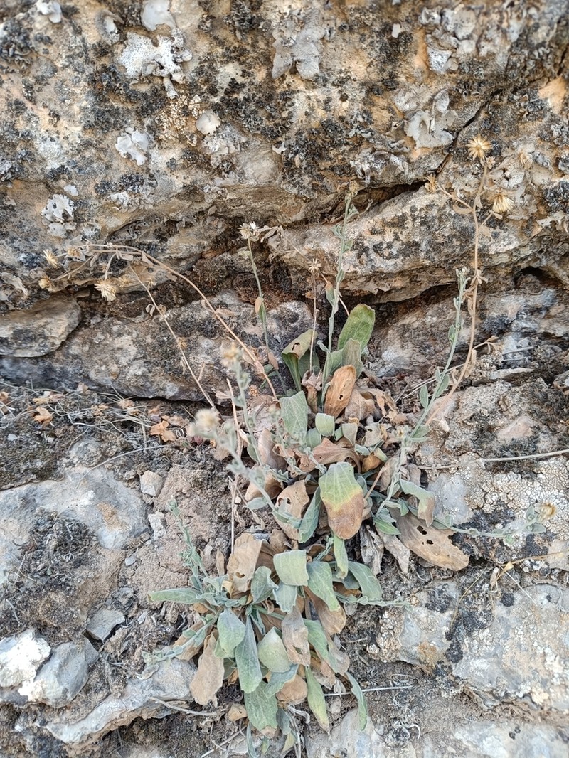 Psychrogeton primuloides photo 2