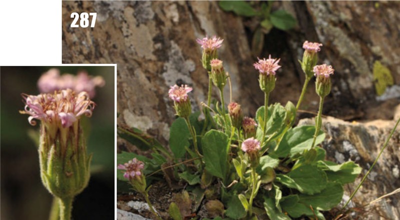 Psychrogeton primuloides