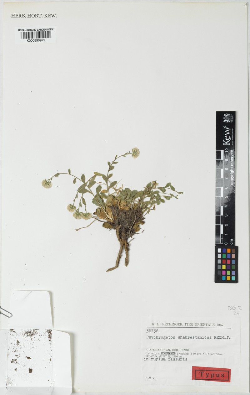 Psychrogeton shahrestanicus