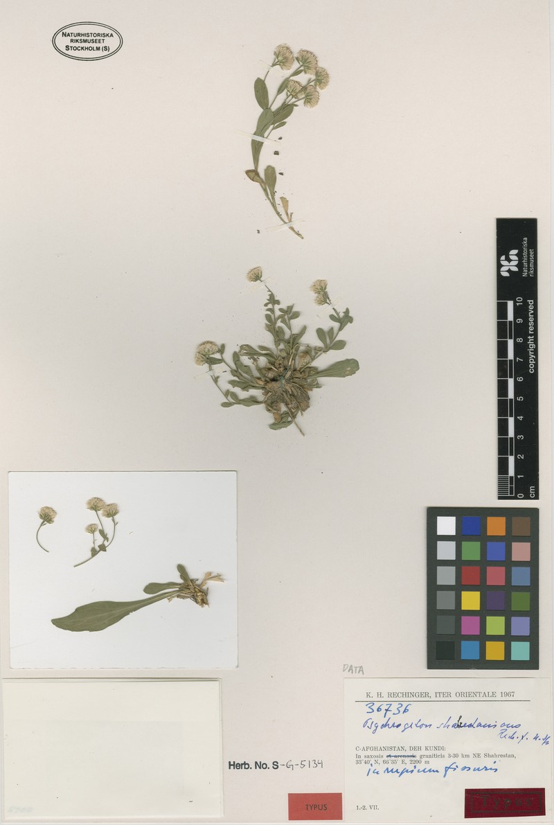 Psychrogeton shahrestanicus photo 2