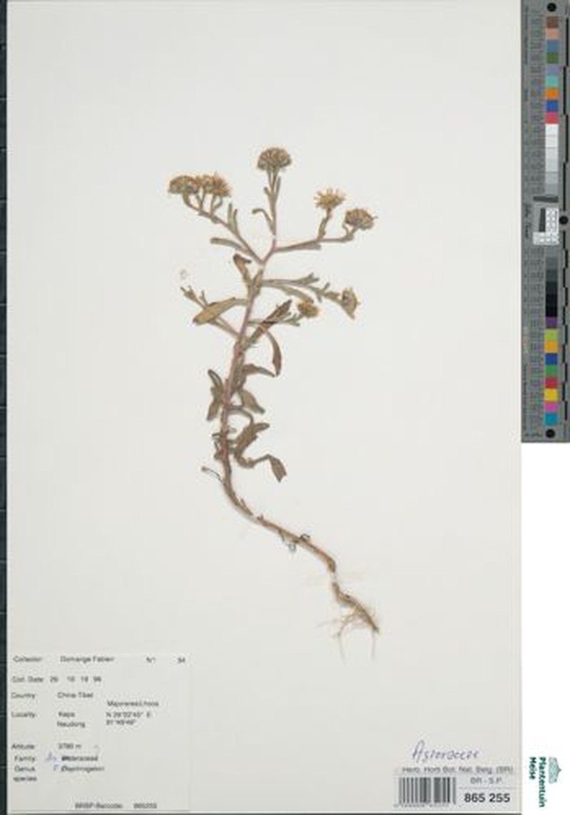 Psychrogeton sphaeroxylus