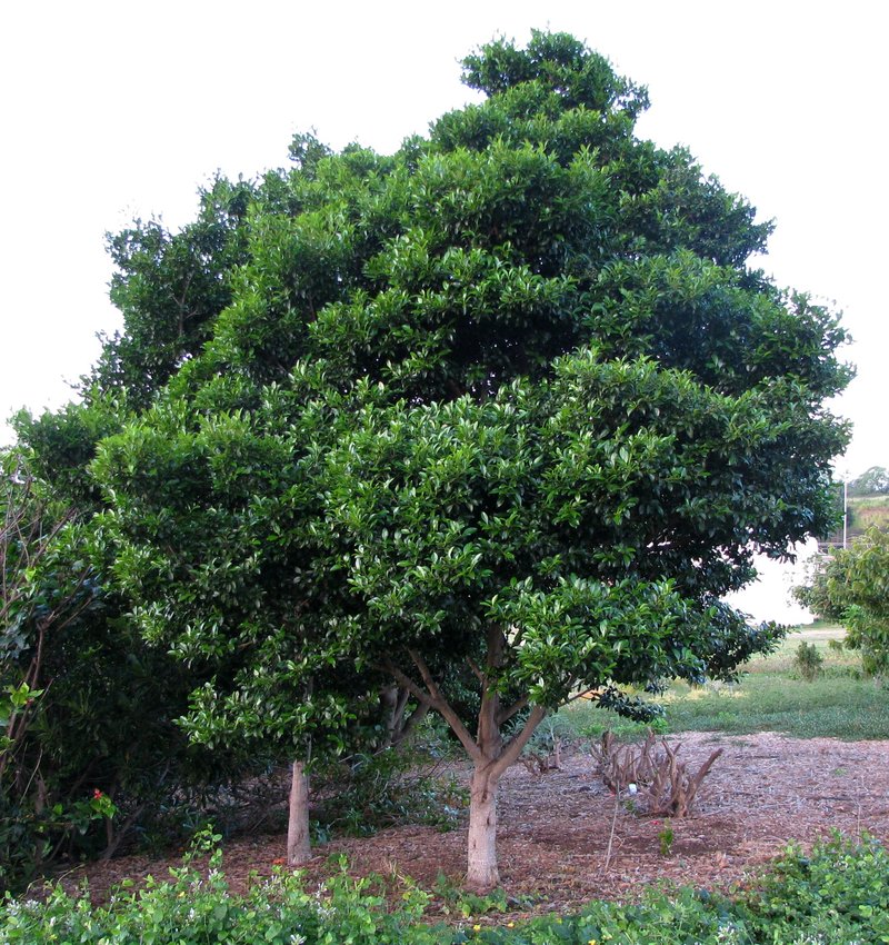 Alahe'E photo 6