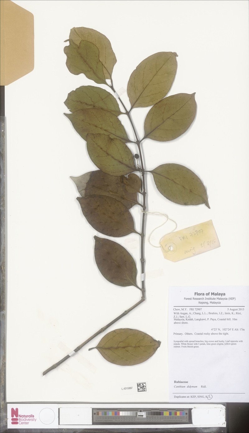 Psydrax sumatranus