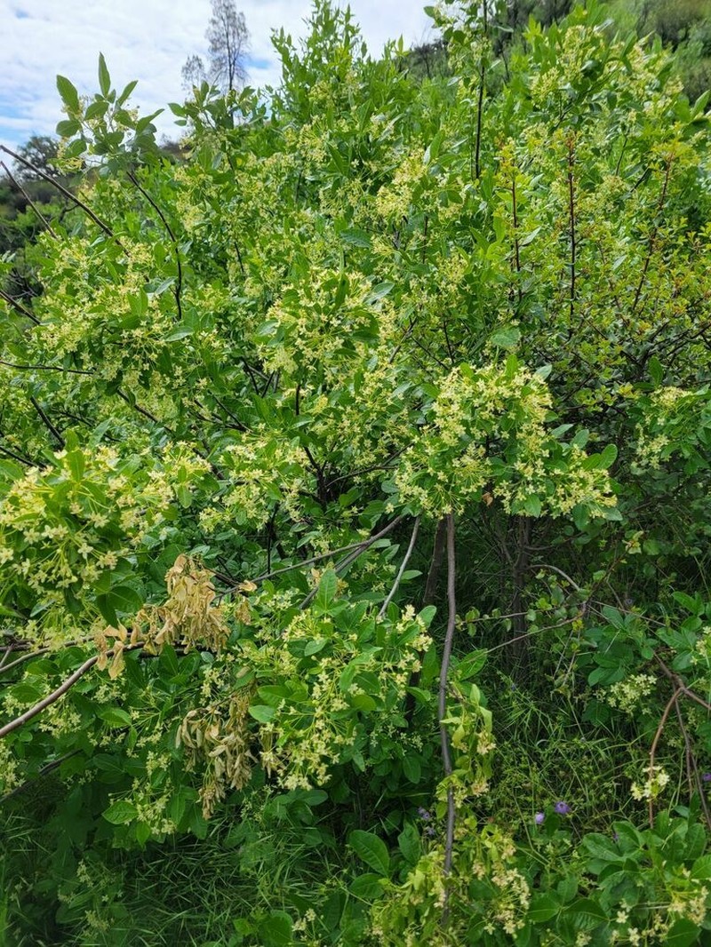 California Hoptree photo 3