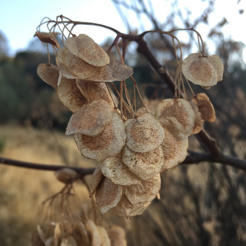 California Hoptree photo 4