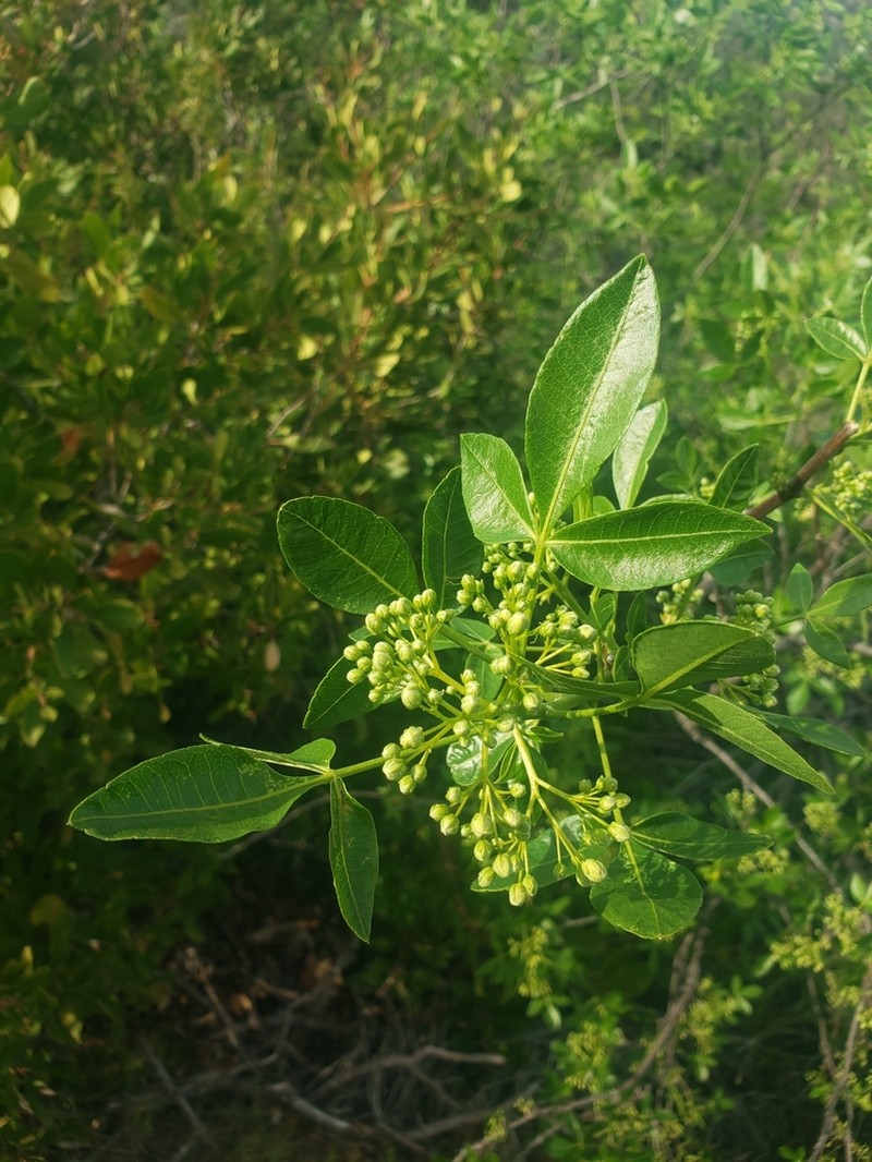 California Hoptree photo 5