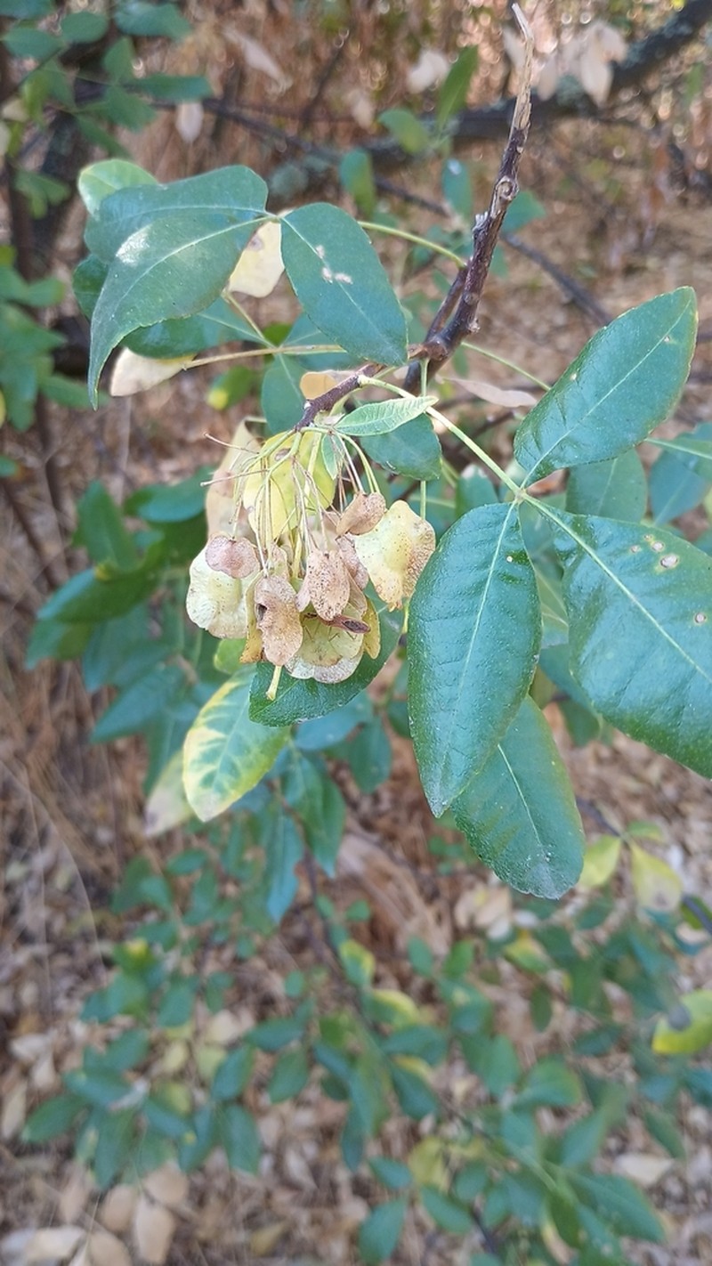 California Hoptree photo 6