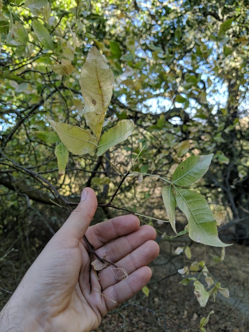 California Hoptree photo 7