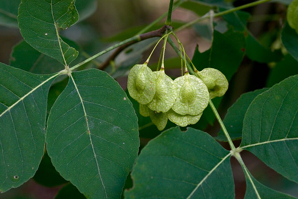 Common Hoptree